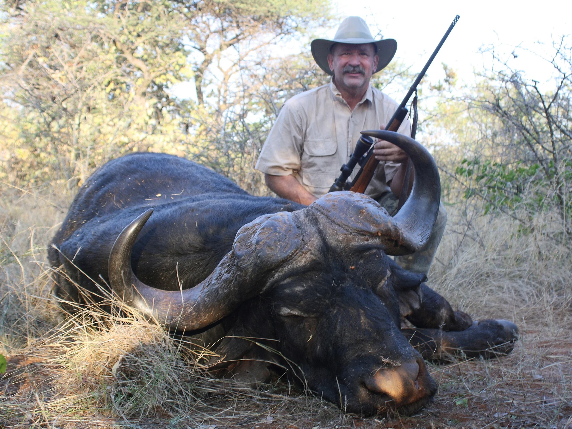 Cape Buffalo in natural habitat